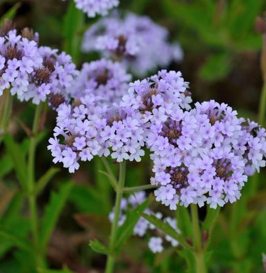 Steifes Eisenkraut Polaris - Verbena rigida