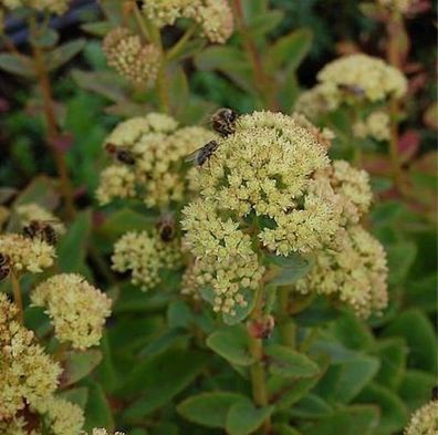 Prächtige Fetthenne Sunkissed - Sedum spectabile