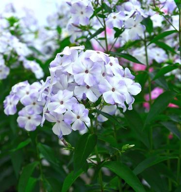 Hohe Flammenblume Blue Flame - Phlox Paniculata