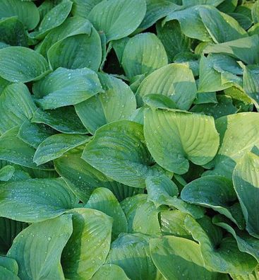 Funkie Fried Green Tomatoes - Hosta cultorum
