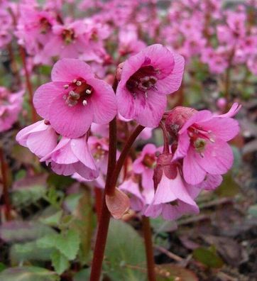 Bergenie Rosi Klose - Bergenia cordifolia