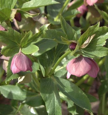 Christrose Lenzrose Red Spotted - Helleborus orientalis