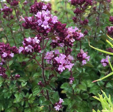 Oregano Rosenkuppel - Origanum culturum