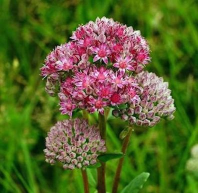 Große Fetthenne Herbstfreude - großer Topf - Sedum telephium