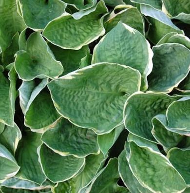 Grünblattfunkie Christmas Tree - Hosta sieboldiana