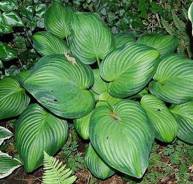 Funkie Guacamole - Hosta cultorum