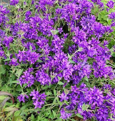 Knäulglockenblume Joan Elliot - Campanula glomerata