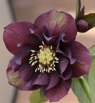 Christrose Lenzrose Double Ellen Purple - Helleborus orientalis