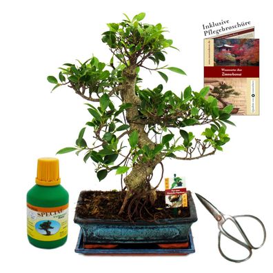 Bonsai Chin. Feigenbaum Ficus retusa ca. 12-15 Jahre 30cm Schale Geschenk-Set mit