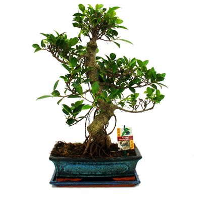 Bonsai Chinesischer Feigenbaum - Ficus retusa - ca. 12-15 Jahre