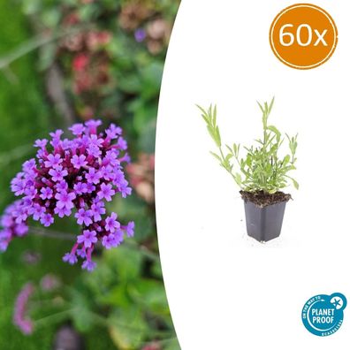 Verbena bonariensis | 60 Stücke - Ø9cm - 10-25cm - Gartenpflanze