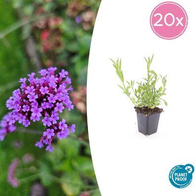 Verbena bonariensis | 20 Stücke - Ø9cm - 10-25cm - Gartenpflanze