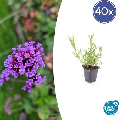 Verbena bonariensis | 40 Stücke - Ø9cm - 10-25cm - Gartenpflanze