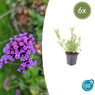 Verbena bonariensis | 6 Stücke - Ø9cm - 10-25cm - Gartenpflanze