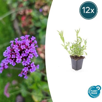 Verbena bonariensis | 12 Stücke - Ø9cm - 10-25cm - Gartenpflanze