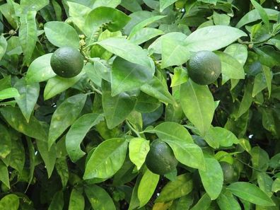 Persische Limette Citrus latifolia 120-140cm - Tahiti-Limette für Garten & Küche