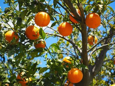 Orangenbaum Citrus Sinensis Valencia 120-140 cm Apfelsine Pflanze für Garten