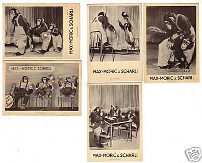 30078/5 Reklame Karten Schimpansen Show Budapest um1930