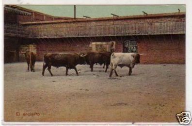 30684 Ak Spanien eingesperrte Büffel Bullen um 1920