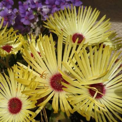 Goldenes Eiskraut - Mesembryanthemum criniflorum 25+ Samen - ESSBAR Z 198