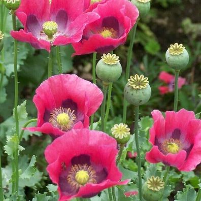 MOHN - HEN AND Chickens - Papaver somniferum 25+ Samen wunderschöne Sorte Z 197