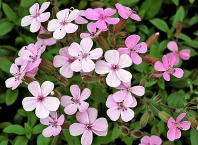 Kuhnelke Rosabella - Vaccaria hispanica 25+ Samen - einjährige Zierpflanze E 384