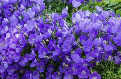 BLAUE Karpaten - Glockenblume Campanula carpatica 20+ Samen Ed 102