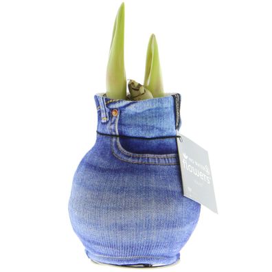 Amaryllis-Zwiebel in moderner Socke "Fashion Streetlife" - Farbe: Jeans