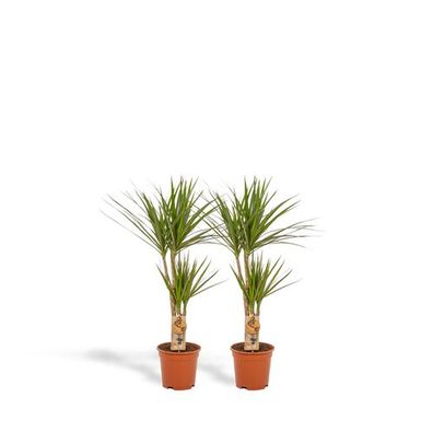 2x Dracaena - ?90cm - Ø17cm