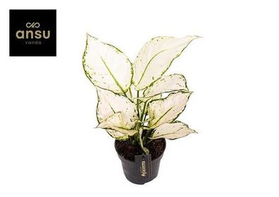 Aglaonema Weiße Freude - Ø12cm - ?35cm