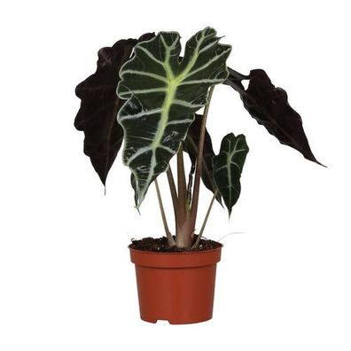 Alocasia Amazonica Polly - Ø12cm - ?30cm