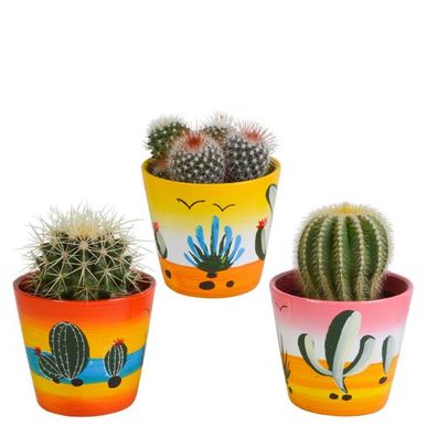 Bolcactus-Mischung 8,5 cm - im Mexicaanse-Topf