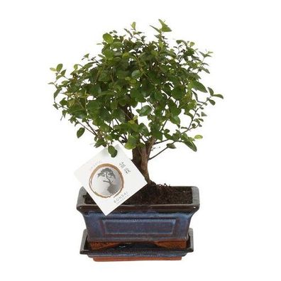 Bonsai Kugelform - Ø15cm - ?30cm