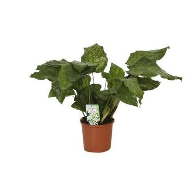 Calathea Network - Pfauenpflanze - Ø14cm - ?30cm