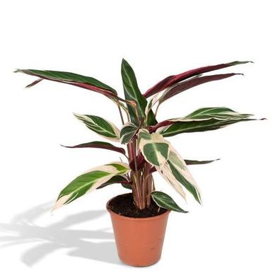 Calathea Triostar - Pfauenpflanzet - Ø19cm - ?70cm