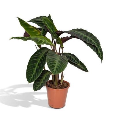 Calathea Warscewiczii - Pfauenpflanze - Ø19cm - ?70cm