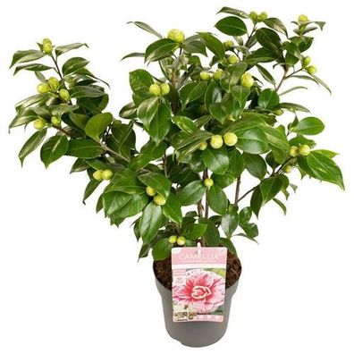 Camellia japonica Bonomiana - Ø29cm - ?90cm - Ø19 - ?65cm