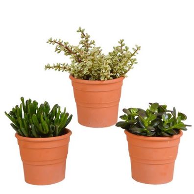 Crassula-Mischung 10,5 cm - 3x - im Terrakotta-Topf