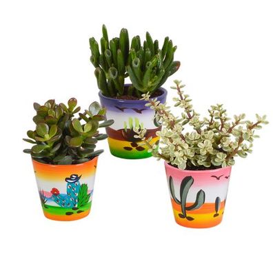 Crassula-Mischung 8,5 cm - 3x - im Mexicaanse-Topf