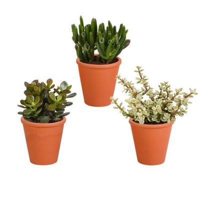 Crassula-Mischung 8,5 cm - 3x - im Terrakotta-Topf