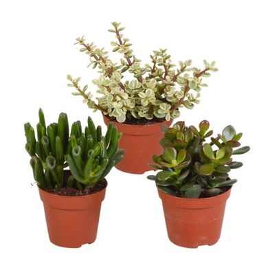 Crassula-Mischung 8,5 cm - zonder Topf - 3x