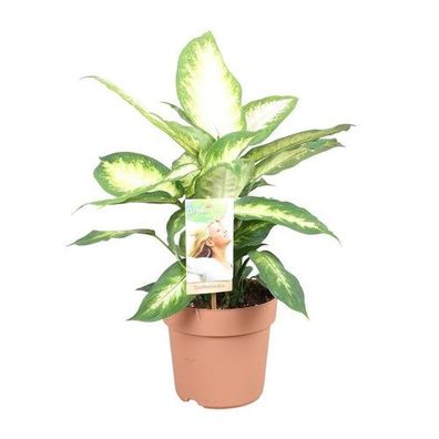 Dieffenbachia Camilla - Ø17cm - ?45cm