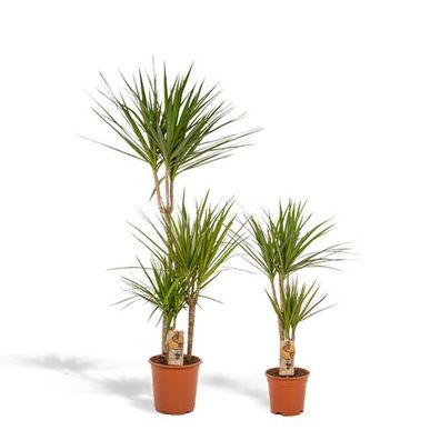 Dracaena - ?120cm - Ø21cm + Dracaena - 70cm - Ø17cm