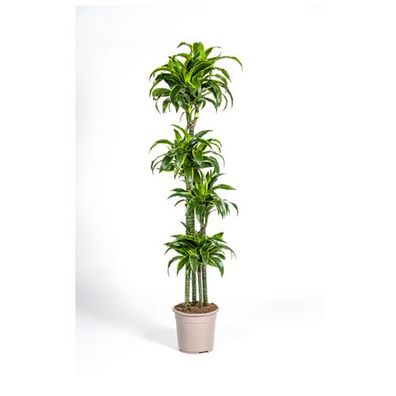 Dracaena Deremensis Dorado Ø27cm - ?180cm