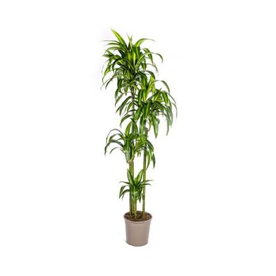 Dracaena Deremensis Hawaiianischer Sonnenschein Ø27cm - ?180cm