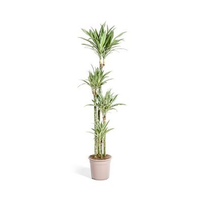 Dracaena Deremensis Weißer Streifen Ø27cm - ?180cm