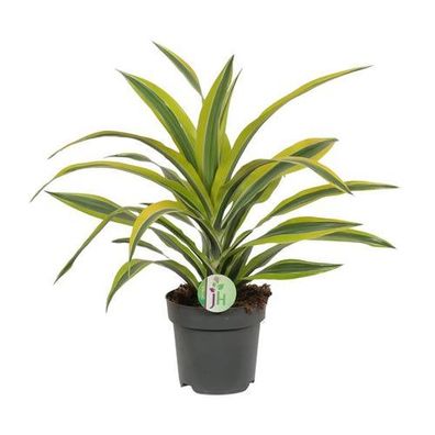 Dracaena Fragrans Zitronenlimette - Ø17cm - ?40cm