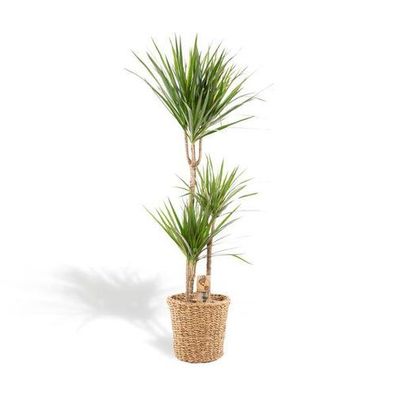 Dracaena mit Korb - ?120cm - Ø21cm