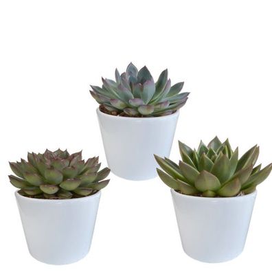 Echeveria-Mischung 10,5 cm - 3x - im weißen Topf