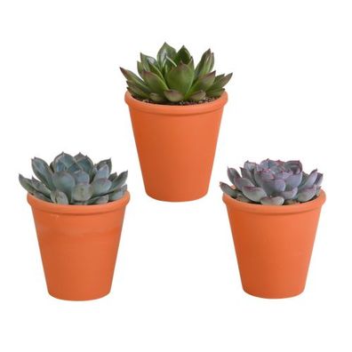 Echeveria-Mischung 8,5 cm - 3x - im Terrakotta-Topf